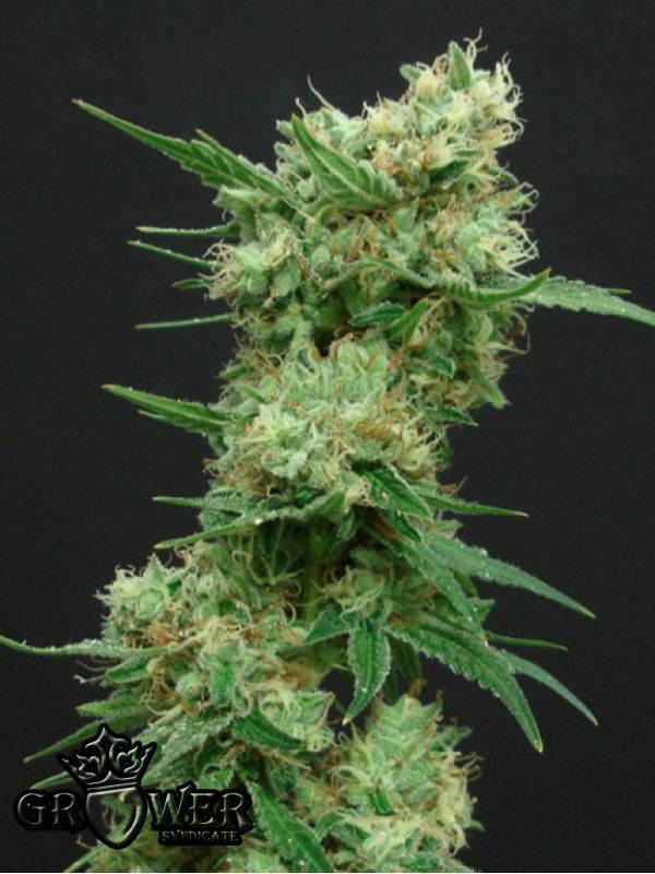 White Widow